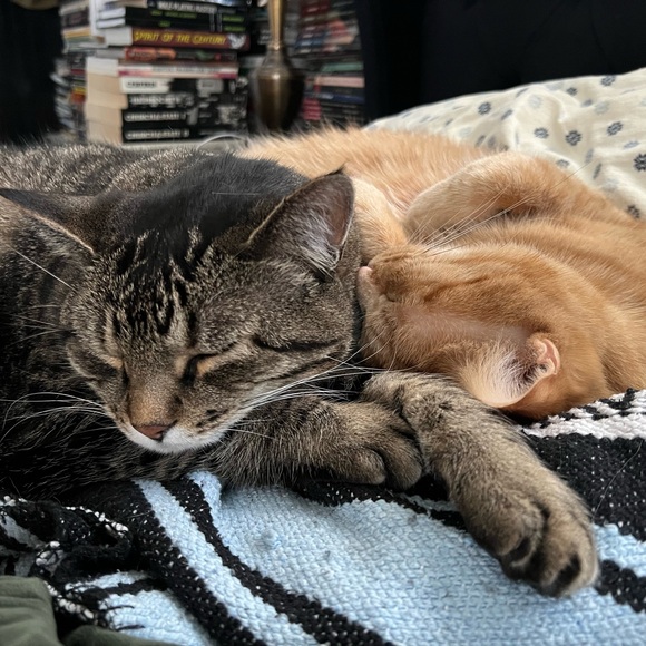 couturecat224